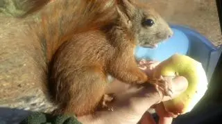 Chętnie wcina owoce 