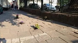 Chodniki wokół wrocławskiego Rynku zakwitły