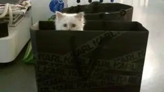 Choupette w torbie z logo Karla Lagerfelda