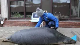 Ciążę potwierdziło badanie USG, które przeszły foki