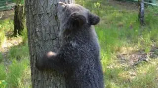 Cisna wspina się po drzewach