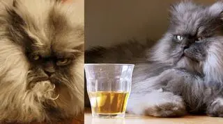 Colonel Meow 