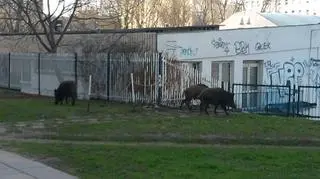 Coraz częściej zwierzęta wychodzą z lasu