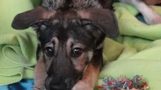 Czego ode mnie chcecie?