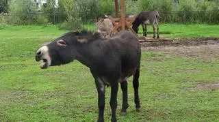 Czekoladka to dumny ojciec bliźniaków