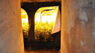 Część krzewów znajdowała się w specjalnym, ukrytym pomieszczeniu