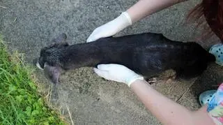 Czworonóg jest bardzo wychudzony