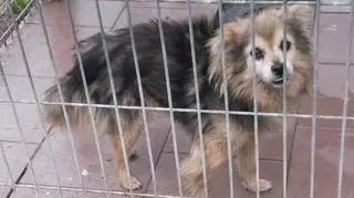 Czworonóg przechodzi kwarantannę. Po niej będzie gotowy do adopcji