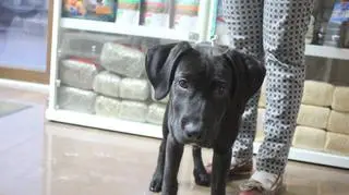 Czworonóg uwolniony z samochodu