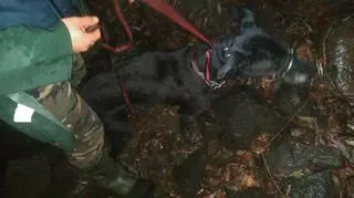 Czworonóg żyje dzięki wędkarzom