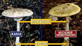 Czym różni się kania od muchomora?