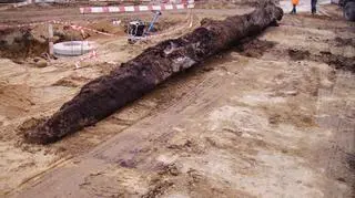 Dąb sprzed pięciu tysięcy lat