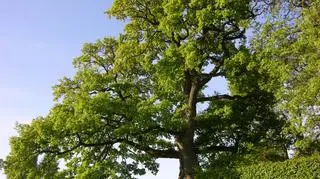 Dąb Wybickiego z Będomina