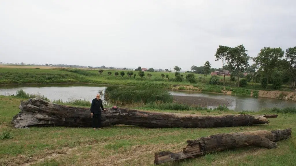 Dąb z 930 roku