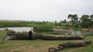 Dąb z 930 roku