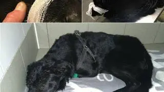 Dali mu imię Wiktor