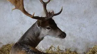 Daniel Maciuś jest już bezpieczny w przytulisku Rogate Ranczo 