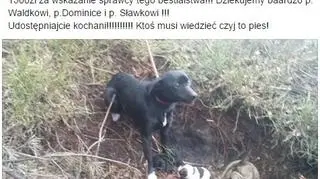 Deklaracja nagrody za wskazanie właściciela psa