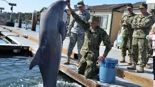 Delfin podczas ćwiczenia w bazie pod San Diego