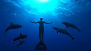 Delfiny na wolnosci/materiały dystrybutora