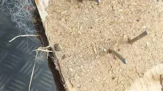 Deska nabita gwoździami, którą miał być bity Fuks 