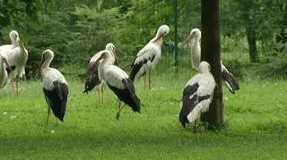 Do Przemyśla trafiają bociany, które już nigdy nie wzbiją się w powietrze