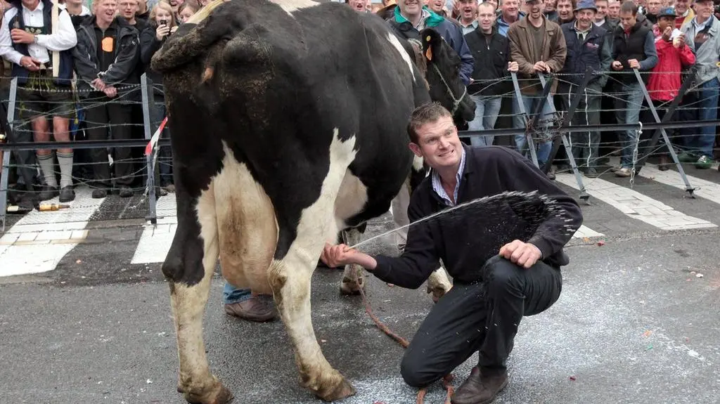 Dojenie w Brukseli(PAP\EPA)