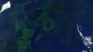 Dronem będą śledzić zakwity sinic