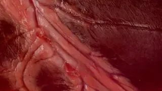 Drugi film animowany Anity Kwiatkowskiej-Naqvi pt. "Carnalis" trwa ponad 3 minuty