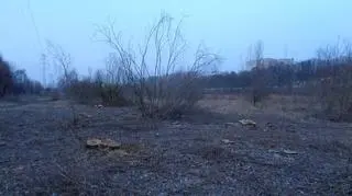 Drzewa wycięte nad Wartą