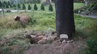Drzewo pod którym zakopano słoik wypełniony pamiątkami sprzed kilkudziesięciu lat
