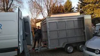 Dwa tygrysy pojadą w przyczepie
