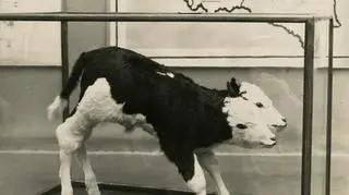 Dwugłowe ciele prezentowano w jednym z pawilonów na wystawie