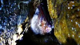Działają też grupy speleologiczne, które liczą nietoperze w jaskiniach