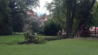 Dziewczynka pozowała do zdjęcia na tle drzewa