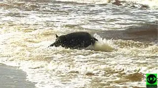 Dzik na plaży w Karwi
