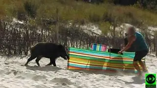 Dzik na plaży w Karwi