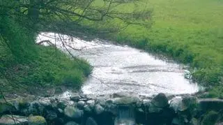 Dzika gołuchowska natura