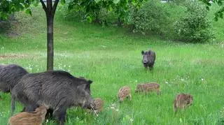 Dziki na katowickiej majówce