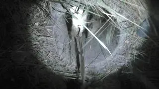 Dziki uwięzione w studzience