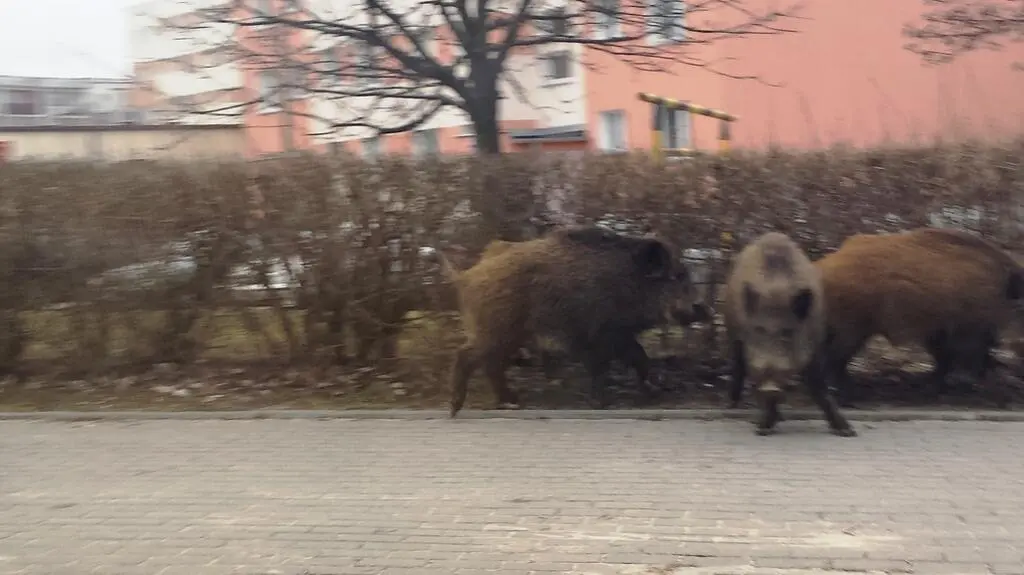 Dziki w mieście 