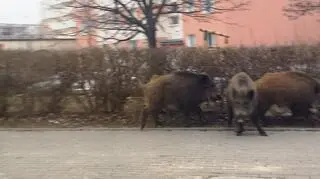 Dziki w mieście 