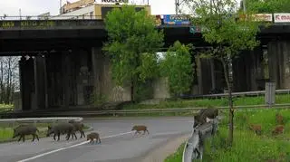 Dziki zgrabnymi susami przesadziły barierki i tyle je widzieliśmy.