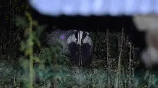 Dzikie zwierzęta w obiektywie Bartłomieja Jureckiego 