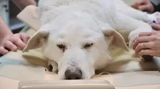 Eklerk podczas tomografii komputerowej