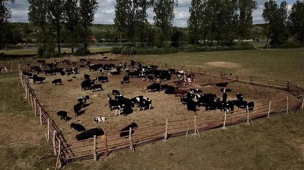 Ekolodzy bronią krów 