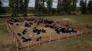 Ekolodzy bronią krów 