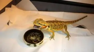 Ekostraż szuka dla jaszczurki odpowiedzialnego opiekuna