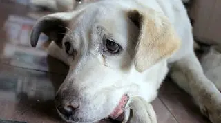 Ekostraż szuka właściciela czoworonga