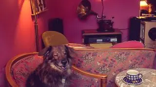 Elegancki Leon w trakcie sesji zdjęciowej w Vinyl Cafe